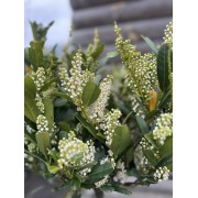  Лавровишня «Отто Люйкен» (Prunus laurocerasus 'Otto Luyken') штамб